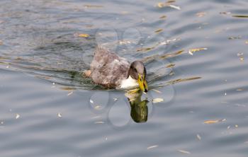 duck on the lake in autumn