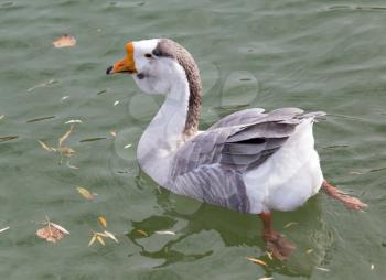 duck on the lake in autumn