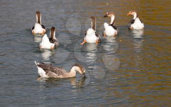 a flock of ducks on the lake in autumn