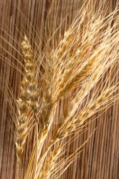 ears of wheat . macro