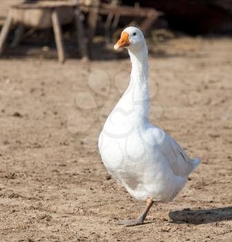 Goose on the nature