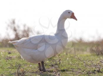 Goose on the nature