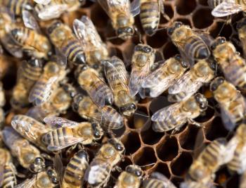 Bees on a framework with honey in the apiary