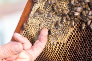 Honey on his finger in the apiary