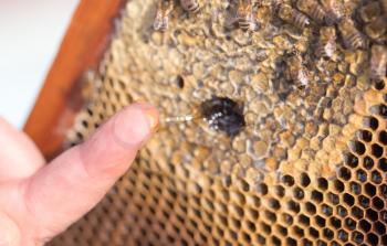 Honey on his finger in the apiary