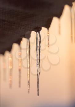 winter icicles on the sun dawn
