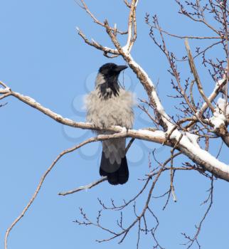 raven in the tree