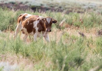 cow grazing in a pasture