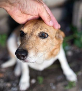 weasel dog hand on nature