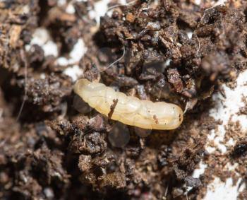 white fly larvae in the soil. macro