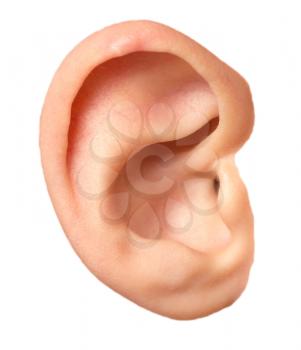 children's ear on a white background. macro