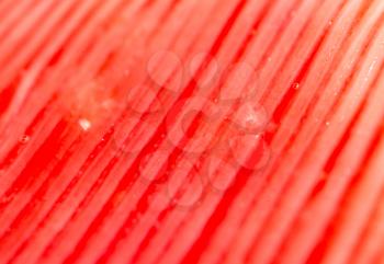 red gills of fish as background. macro
