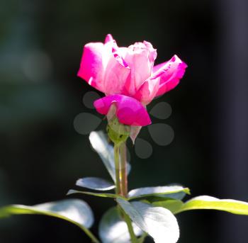 pink rose in a park on the nature