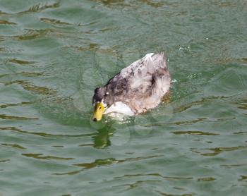 duck on the lake in autumn