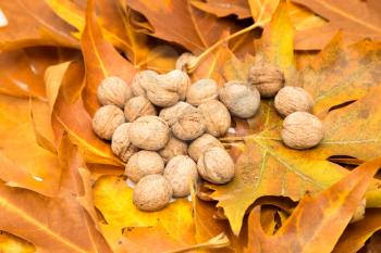 walnut in the yellow leaves in autumn
