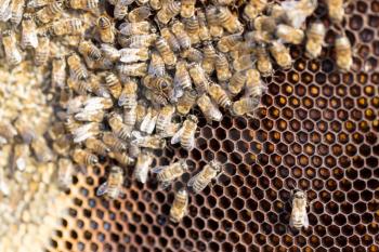 Bees on a framework with honey in the apiary