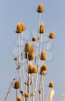Dry prickly plant against the blue sky