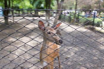 deer in a zoo behind a fence