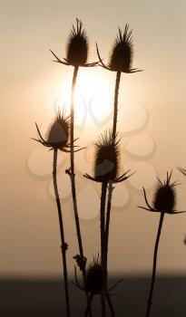 dry plant on the sunset background