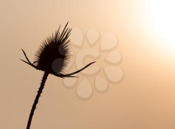 dry plant on the sunset background