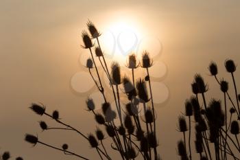 dry plant on the sunset background