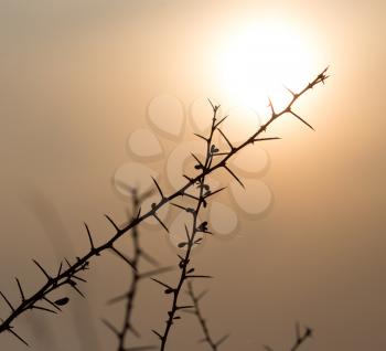 Dry prickly plant on the sunset background