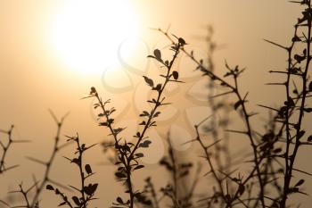 Dry prickly plant on the sunset background