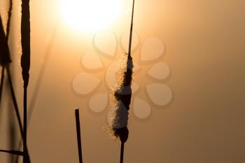 reeds on a sunset background