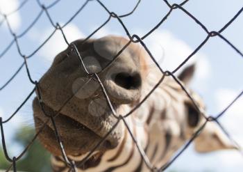 Portrait of a zebra in a zoo behind a fence