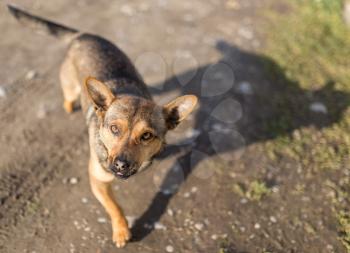 beautiful dog portrait in nature