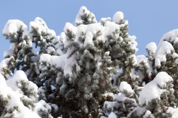 pine tree in the snow against the blue sky