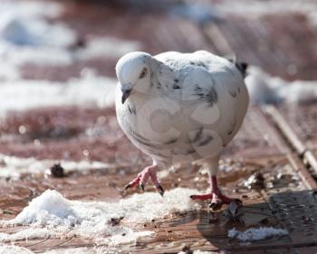 white dove in nature in winter