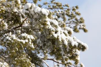 pine in snow in winter