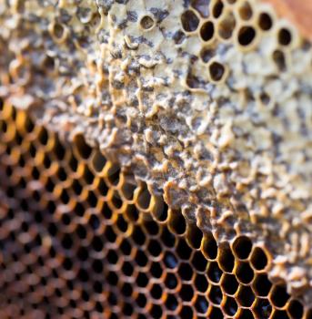 frame with honey in the apiary