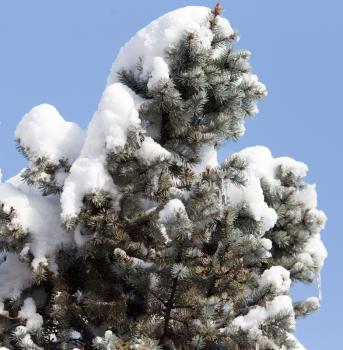pine tree in the snow against the blue sky