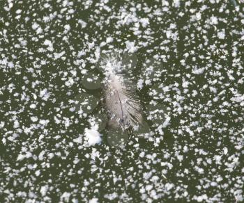 feather on ice