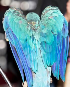 beautiful parrot wings