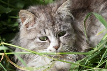 portrait of a beautiful cat in nature