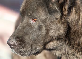 Portrait of a black dog on the nature