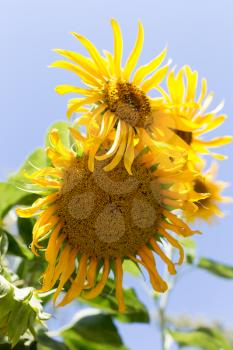 flower sunflower on nature
