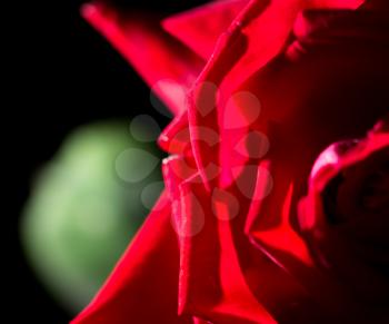 beautiful red rose on a black background