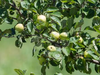 apples on the tree in nature