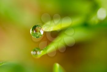 drops of dew on the green grass. macro