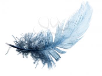 blue feather on a white background