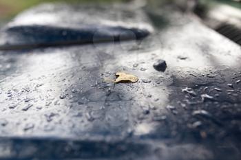 drops after rain on a car
