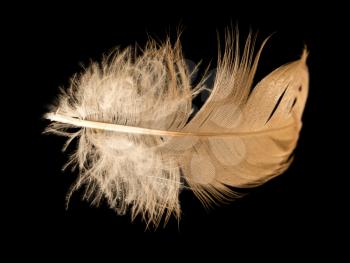 feather on a black background