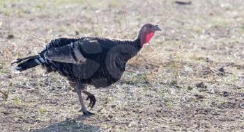 a turkey on a farm outdoors