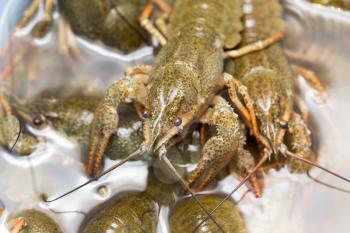 Live crayfish in the water as a background