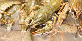 Live crayfish in the water as a background