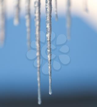 winter icicles on the sun dawn